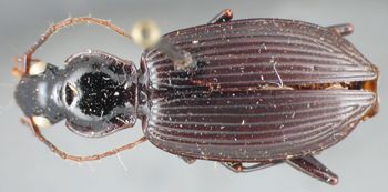Media type: image;   Entomology 33020 Aspect: habitus dorsal view